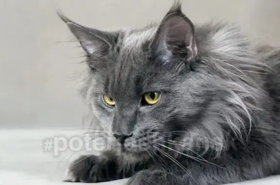 Кошки потеряшки, Новосибирск, фото: Потеряшка кошка в Кировском районе