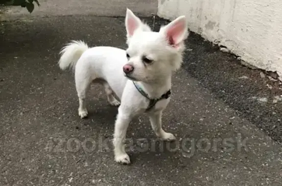 Найдена собака, Красногорск, фото: Найдена собака в Красногорске, помогите найти хозяев!