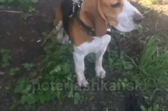 Найдена породистая собака на ул. Профилактической в Новосибирске