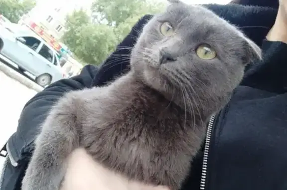 Найден домашний кот на ул. Дружба, Оренбург