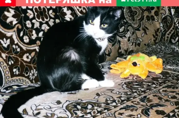 Кошки потеряшки, Пыра, фото: Потеряшка домашний кот на ул. Чкалова в поселке Пыра