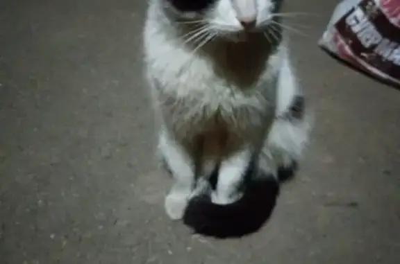 Найден кастрированный кот на ул. Маштакова, ищем хозяина.