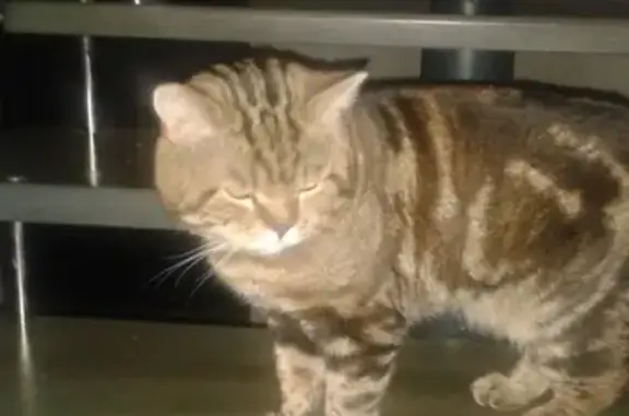 Пропал кот Тиша в Зональной станции, Томская область