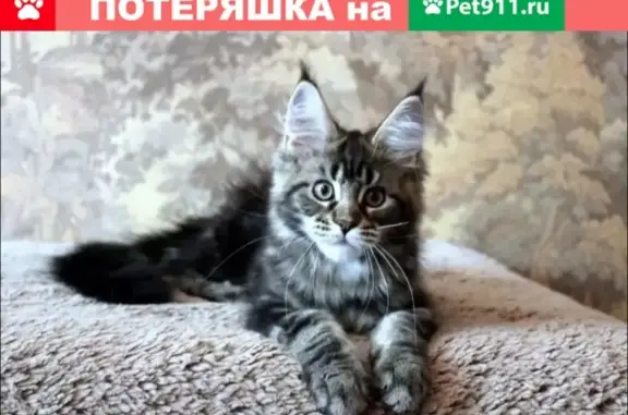 Кошки потеряшки, Кинель-Черкассы, фото: Потеряшка кот 21.05 на ул. Нефтяников, с. Кинель-Черкассы