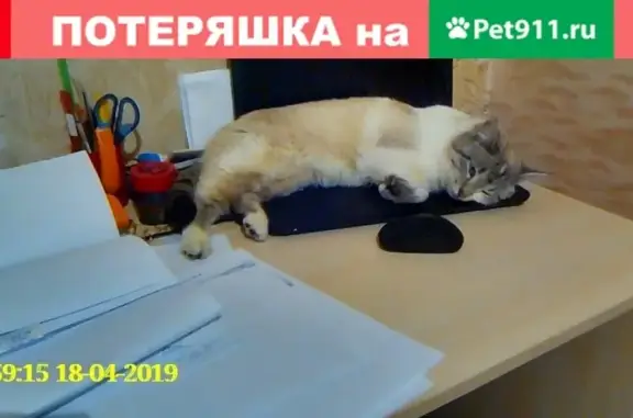 Пропал кот в Нефтекамске, район Кувыкина 8А.