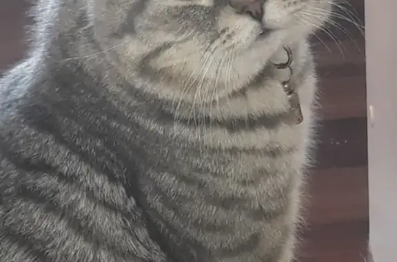 Кошки потеряшки, Киров, фото: Потеряшка кот Маус на Октябрьской в Кирове