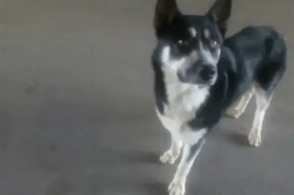 Найдена собака в Полежаевском парке, нужна помощь!