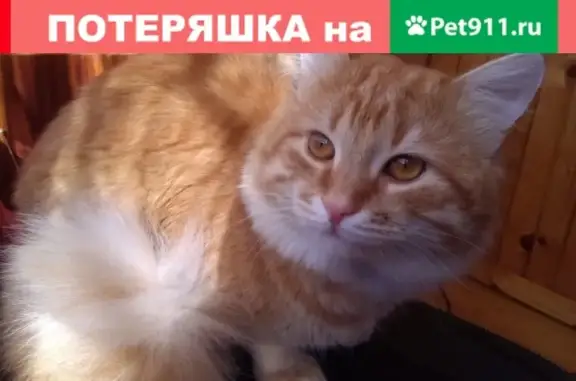 Пропал рыжий кот на ул. Псковской, 18!