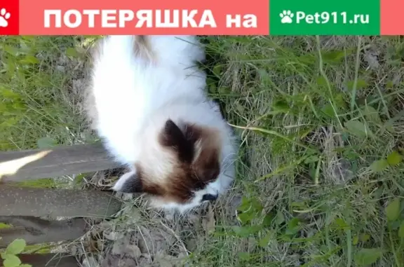 Найдена кошка возле дома Марковцева 16а, Ленинский рн
