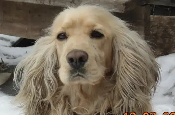 Потерянные животные Майна, фото: Пропала собака Стёпа в Майне