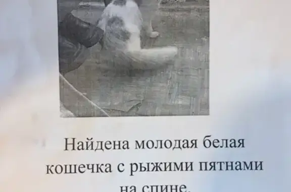 Найдена кошка Весна на улице Стойкости