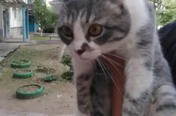 Найден домашний кот в Волжском, ищет новую семью