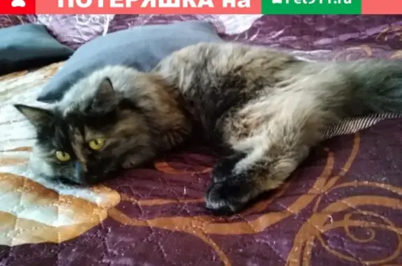Пропала пушистая кошка в Мурино, ЛО
