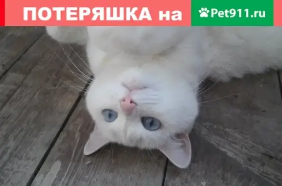 Пропала белая кошка в Сарове, Нижегородская область