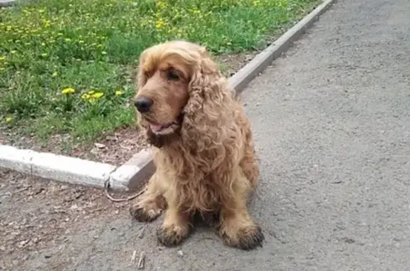 Пропала собака на Бульваре Эрьзи, Саранск - ПОИСК СПАНИЕЛЯ!