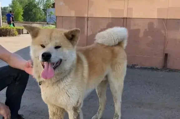 Найдена собака на Пушкинской 61, Всеволожск