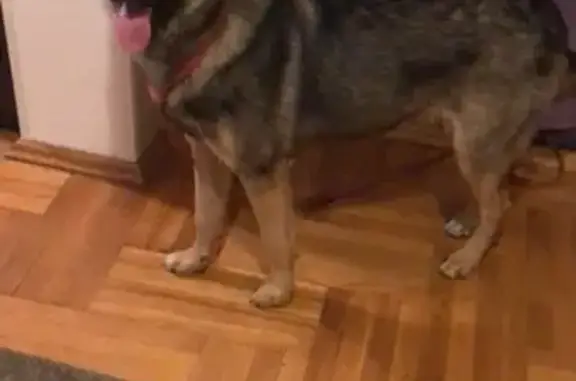 Найдена собака в Москве, Южное Бутово