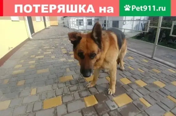 Найден пес в районе гостиницы Москва, кобель, немецкая овчарка