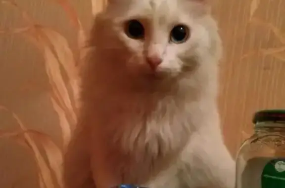 Найдена кошка в Москве, м. Коломенская