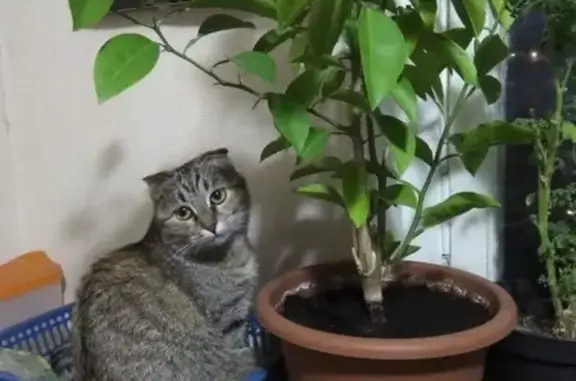 Потерянные животные Москва, фото: Пропала кошка на Дубнинской 10/2, кв. 138