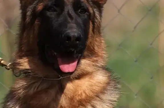 Собаки потеряшки, Москва, фото: Потеряшка собака Платон на Сущёвском Валу, Москва