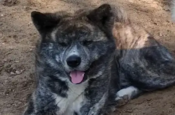 Собаки потеряшки, деревня Верхутиха, фото: Потеряшка собака в д. Верхутиха, Ковровский район, вознаграждение!