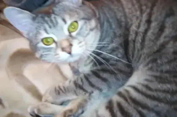 Кошки потеряшки, Тольятти, фото: Потеряшка кот Кекс в Тольятти, возраст 9 месяцев