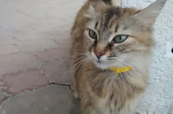 Кошка с желтым ошейником найдена в Новороссийске