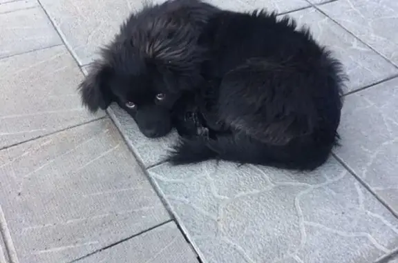 Собака найдена на Набережной, Владивосток