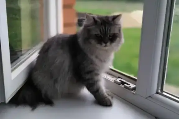 Кошки потеряшки, поселок Свет, фото: Потеряшка кошка в п. Свет, Рязанская обл.