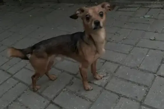 Найдена собака на улице Красная в Калининграде