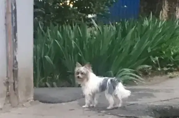 Найдена собака на ул. Ставропольской, Краснодар.