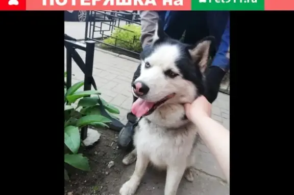 Найден молодой пес в СПб, похож на хаски, маламута