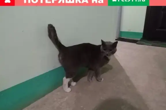 Найдена кошка в Московском микрорайоне