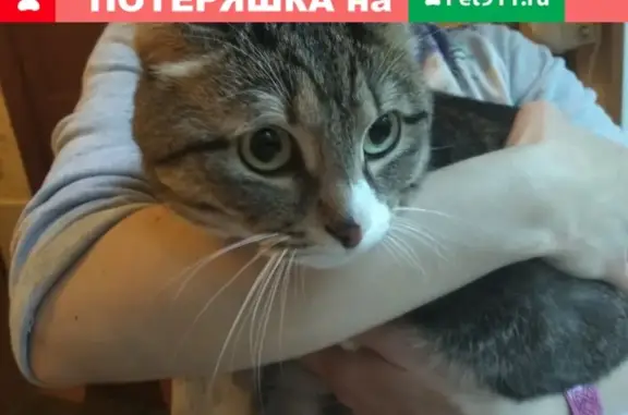 Найден кот на пр. Ленина, Электросталь