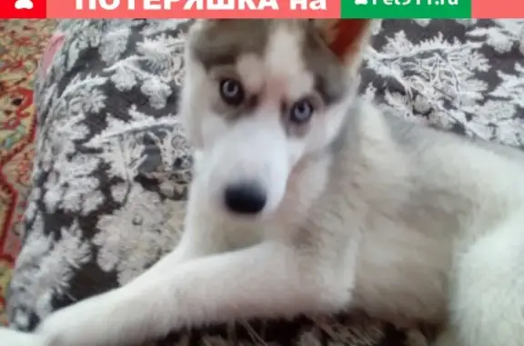 Собаки потеряшки, Нижний Новгород, фото: Потеряшка хаски в Ленинском районе, Нижний Новгород
