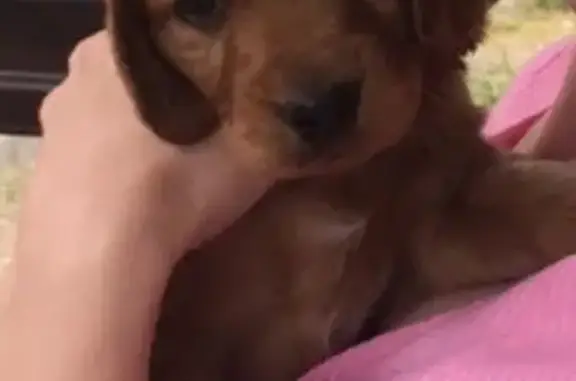 Собаки потеряшки, станица Старовеличковская, фото: Потеряшка рыжая спаниель на 4 квартале станицы Старовеличковская