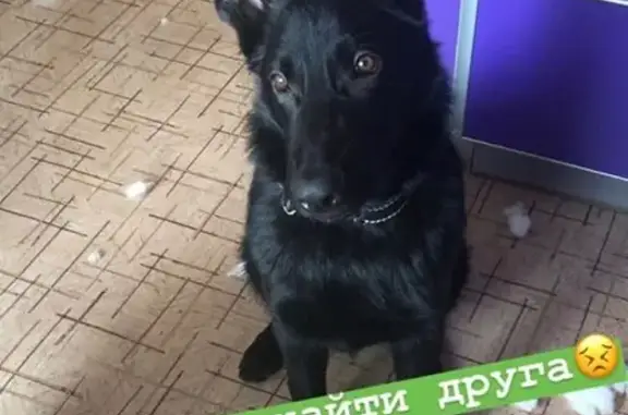 Потерянные животные Сургут, фото: Пропала немецкая овчарка в Сургуте