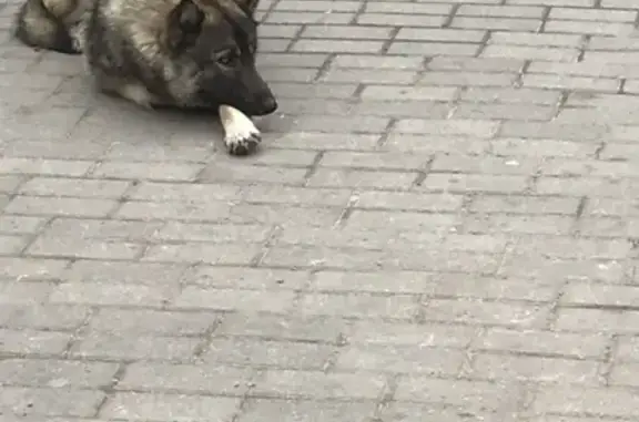 Пропала собака в Калининграде, ищем Грея!