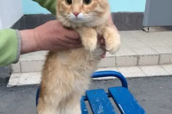 Найден рыжий кот (Академический, Екатеринбург)