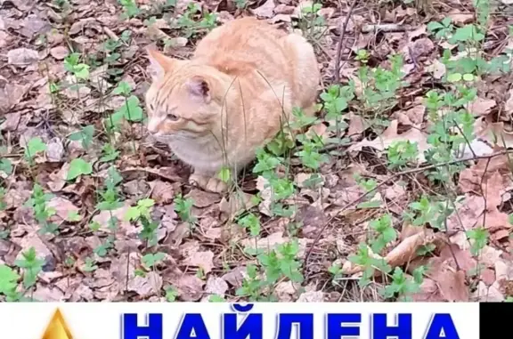 Найдена кошка в Экопарке Затюменского, нужен хозяин!