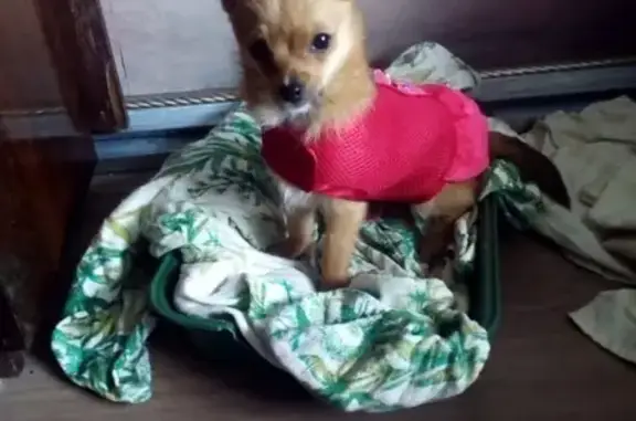 Потерянные животные Липецк, фото: Пропала собака в районе НЛМК #ПРОПАЛА_СОБАКА