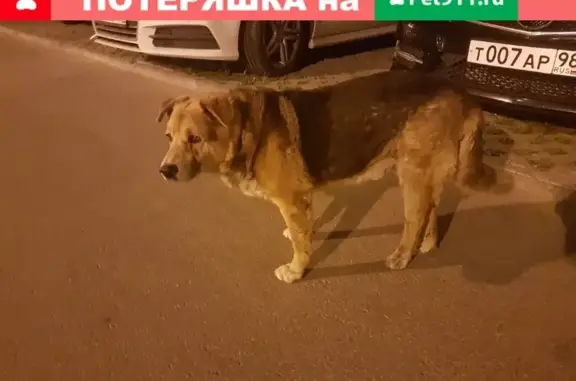 Найдена собака в СПб, район Василеостровской, с ошейником и ранкой на ноге: помогите найти хозяев!