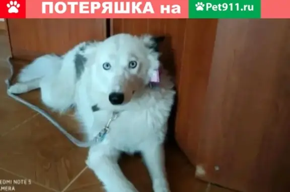 Пропала собака на улице Хабарова, Якутск