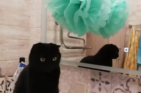 Кошки потеряшки, Тамбов, фото: Потеряшка кошка Ася, черный окрас. Ул. Интернациональная, Тамбов.