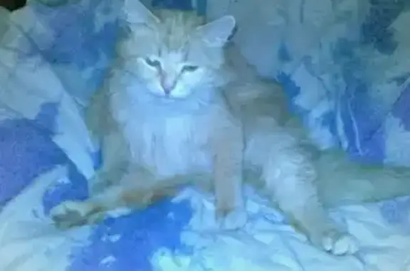 Пропал кот у дома 21 в Шушарах, СПб, помогите!