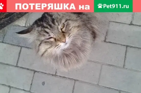 Нужен дом для кота на улице Пушкина в Ставрополе