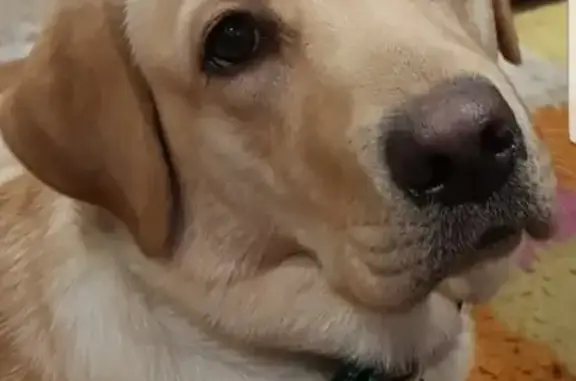 Собаки потеряшки, Нижний Новгород, фото: Потеряшка собака Ирис на улице Снежной 100!