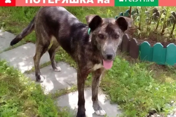 Найдена собака в Наро-Фоминском районе: Лютик, возраст около года, ищет дом.