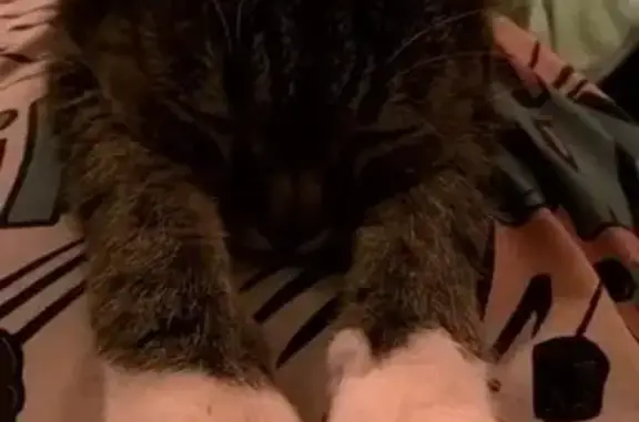 Кошки потеряшки, Санкт-Петербург, фото: Потеряшка кошка Фиона на улице Бестужевская